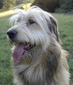 sam